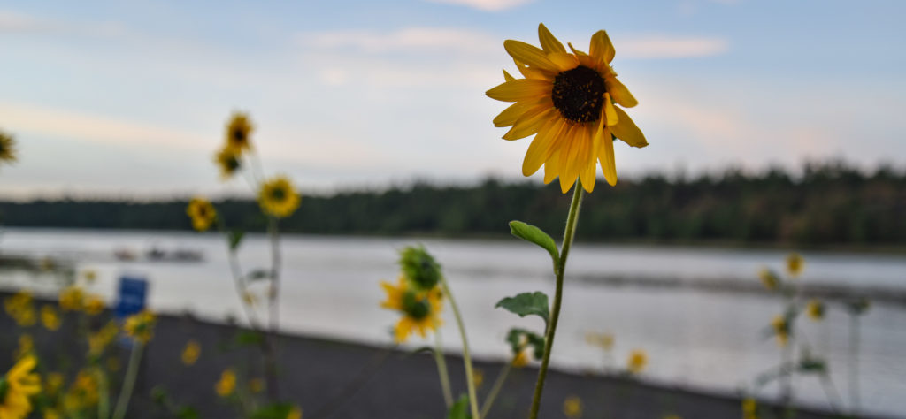 sunflowers with Lake Mary in the background